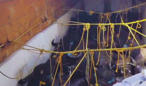 కోటవురట్ల వద్ద పశువుల అక్రమ రవాణా భగ్నం: 11 పశువుల పట్టివేత, ఇద్దరి అరెస్టు