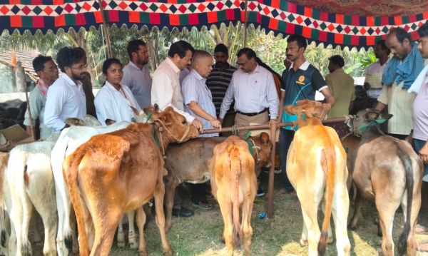 దిమిలి గ్రామంలో లేగ దూడల ప్రదర్శన శిబిరం 